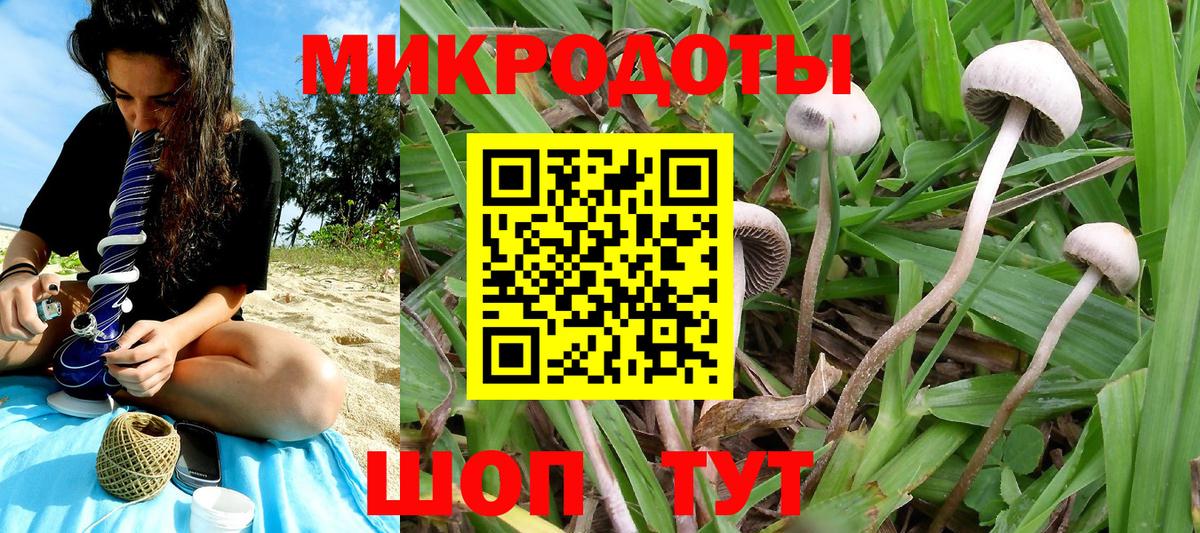 Псилоцибиновые грибы Psilocybe Усть-Кут